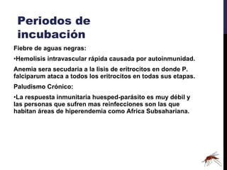 Fiebre de aguas negras: Hemolisis intravascular rápida causada por autoinmunidad. Anemia sera secudaria a la lisis de eritrocitos en donde P. falciparum ataca a todos los eritrocitos en todas sus etapas. Paludismo Crónico: La respuesta inmunitaria huesped-parásito es muy débil y las personas que sufren mas reinfecciones son las que habitan áreas de hiperendemia como Africa Subsahariana. Periodos de incubación 