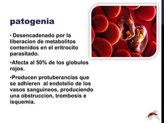 patogenia Desencadenado por la liberacion de metabolitos  contenidos en el eritrocito parasitado. Afecta al 50% de los globulos rojos. Producen protuberancias que se adhieren  al endotelio de los vasos sanguineos, produciendo una obstruccion, trombosis e isquemia. 