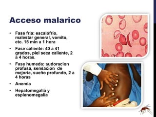 Acceso malarico Fase fria: escalofrio, malestar general, vomito, etc. 15 min a 1 hora Fase caliente: 40 a 41 grados, piel seca caliente, 2 a 4 horas. Fase humeda: sudoracion profusa, sensacion  de mejoria, sueño profundo, 2 a 4 horas Anemia Hepatomegalia y esplenomegalia 