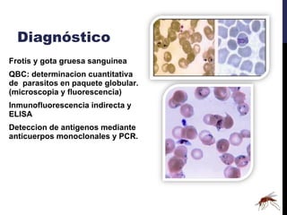 Diagnóstico Frotis y gota gruesa sanguinea  QBC: determinacion cuantitativa de  parasitos en paquete globular. (microscopia y fluorescencia) Inmunofluorescencia indirecta y ELISA Deteccion de antigenos mediante anticuerpos monoclonales y PCR. 