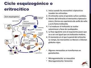 Ciclo esquizogónico o eritrocitico Inicia cuando los merozoitos criptozoicos invaden los eritrocitos. El eritrocito como el parásito sufren cambios. Dentro del eritrocito el merozoito criptozoico crece y forma una apariencia de anillo de sello y se le llama trofozoito. Y al madurar el trofozoito se vuelve voluminoso y lleno de seudopodos. La fase siguiente sera el esquizonte joven que va a ser casi igual que un trofozoito maduro. El momento en el que la pared del eritrocito se rompe, los merozoitos se liberan e infectan globulos rojos. Algunos merozoitos se transforman en gametocitos. Microgametocito: es masculino Macrogametocito: femenino 