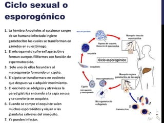 Ciclo sexual o esporogónico La hembra Anopheles al succionar sangre de un humano infectado ingiere gametocitos los cuales se transforman en gametos en su estómago. El microgameto sufre exflagelación y forman cuerpos filiformes con función de espermatozoide. Solo uno de ellos fecundara al macrogameto formando un cigoto. El cigoto se transformara en oocineto que despues va a adquirir movimiento. El oocineto se adelgaza y atraviesa la pared gástrica entrando a la capa serosa y se convierte en ooquiste. Cuando se rompe el ooquiste salen muchos esporozoitos y viajan a las glandulas salivales del mosquito. Ya pueden infectar. 