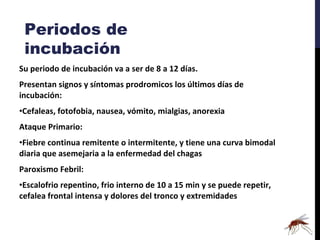 Su periodo de incubación va a ser de 8 a 12 días. Presentan signos y síntomas prodromicos los últimos días de incubación:  Cefaleas, fotofobia, nausea, vómito, mialgias, anorexia Ataque Primario: Fiebre continua remitente o intermitente, y tiene una curva bimodal diaria que asemejaria a la enfermedad del chagas Paroxismo Febril: Escalofrio repentino, frio interno de 10 a 15 min y se puede repetir, cefalea frontal intensa y dolores del tronco y extremidades Periodos de incubación 