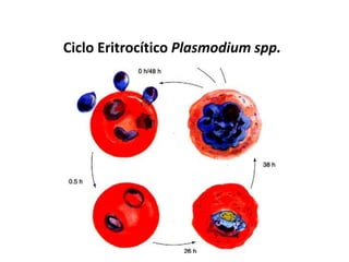 Ciclo Eritrocítico Plasmodium spp.
 