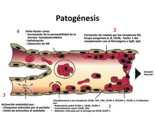 Patogénesis
           4      Daño tisular como:                                                          2
                  - Incremento de la permeabilidad de la            Formación de rosetas por los receptores HS,
                    barrera hematoencefálica                        Grupo sanguíneo A, B, CD36, Factor 1 del
                  - Señalización                                    complemento con el fibrinógeno e IgM, IgG
                  - Liberación de ON




                                                                                                                        Oclusión
                                                                                                                        Vascular




 3
                                         Citoadherencia a los receptores CD36, TSP, CSA, ICAM-1, PECAM-1, VCAM-1, E-Selectina
                                         por:
Activación endotelial por:
- Citoquinas inducidas por el parásito
                                         - Rodamiento sobre ICAM-1, CD36, VCAM-1
                                         - Inmovilización sobre CD36, CSA
                                                                                         1
- Unión de eritrocitos al endotelio      - Adhesión reforzada por la sinergia de CD36-ICAM-1
 