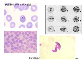 FUNDACION BARCELO FACULTAD DE MEDICINA
 
