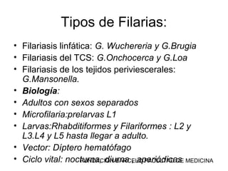 FUNDACION BARCELO FACULTAD DE MEDICINA
Tipos de Filarias:
• Filariasis linfática: G. Wuchereria y G.Brugia
• Filariasis del TCS: G.Onchocerca y G.Loa
• Filariasis de los tejidos periviescerales:
G.Mansonella.
• Biología:
• Adultos con sexos separados
• Microfilaria:prelarvas L1
• Larvas:Rhabditiformes y Filariformes : L2 y
L3.L4 y L5 hasta llegar a adulto.
• Vector: Díptero hematófago
• Ciclo vital: nocturna, diurna , aperiódicas
 