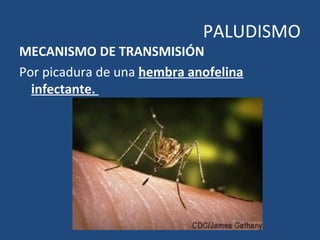 PALUDISMO
MECANISMO DE TRANSMISIÓN
Por picadura de una hembra anofelina
infectante.
 