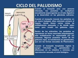 CICLO DEL PALUDISMO
Cuando el mosquito pica una persona
infectada, los parásitos se multiplican
sexualmente (esporogonia) en el tubo digestivo
y se desarrollan en las glándulas salivares.
Cuando el mosquito inocula los parásitos en
un nuevo huésped, ellos colonizan primero el
hígado, donde tienen varios ciclos de
multiplicación asexuada, y de donde salen
como para invadir los glóbulos rojos.
Dentro de los eritrocitos, los parásitos se
reproducen en forma asexuada (esquizogonia),
esta multiplicación es responsable por los
síntomas. Algunos parásitos, dentro de los
glóbulos rojos, se transforman en gametocitos,
que son las formas sexuadas de Plasmodium.
Cuando el mosquito Anopheles ingiere la
sangre infectada, los gametocitos se
diferencian en su intestino y reinician, por
reproducción sexuada, el ciclo biológico.
 