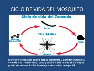 CICLO DE VIDA DEL MOSQUITO
El mosquito pasa por cuatro etapas separadas y distintas durante su
ciclo de vida: huevo, larva, pupa y adulto. Cada una de estas etapas
puede ser reconocida fácilmente por su apariencia especial.
 