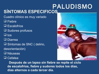 PALUDISMO
SÍNTOMAS ESPECIFICOS
Cuadro clínico es muy variado
 Fiebre
 Escalofríos
 Sudores profusos
 tos
 Diarrea
 Síntomas de SNC ( delirio,
desorientación)
 Náuseas
 Cefalea
Después de un lapso sin fiebre se repite el ciclo
de escalofríos, fiebre y sudores todos los días,
días alternos o cada tercer día.
 