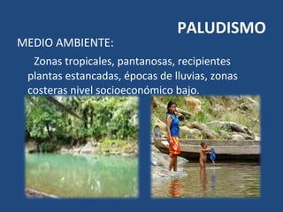 MEDIO AMBIENTE:
Zonas tropicales, pantanosas, recipientes
plantas estancadas, épocas de lluvias, zonas
costeras nivel socioeconómico bajo.
PALUDISMO
 