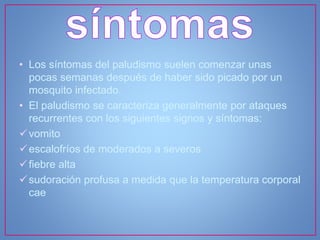 • Los síntomas del paludismo suelen comenzar unas
pocas semanas después de haber sido picado por un
mosquito infectado.
• El paludismo se caracteriza generalmente por ataques
recurrentes con los siguientes signos y síntomas:
vomito
escalofríos de moderados a severos
fiebre alta
sudoración profusa a medida que la temperatura corporal
cae
 
