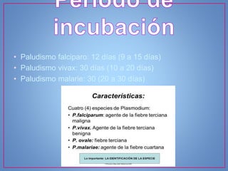• Paludismo falciparo: 12 días (9 a 15 días)
• Paludismo vivax: 30 días (10 a 20 días)
• Paludismo malarie: 30 (20 a 30 días)
 