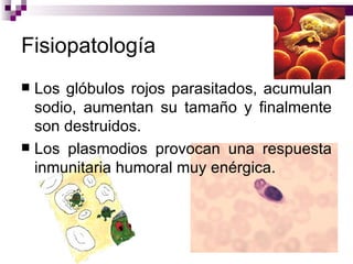 Fisiopatología
 Los glóbulos rojos parasitados, acumulan
  sodio, aumentan su tamaño y finalmente
  son destruidos.
 Los plasmodios provocan una respuesta
  inmunitaria humoral muy enérgica.
 