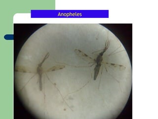 Anopheles
 