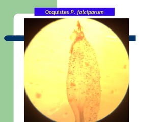 Ooquistes P. falciparum
 