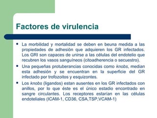 Factores de virulencia

   La morbilidad y mortalidad se deben en beuna medida a las
    propiedades de adhesiòn que adquieren los GR infectados.
    Los GRI son capaces de unirse a las células del endotelio que
    recubren los vasos sanguíneos (citoadherencia o secuestro).
   Una pequeñas protuberancias conocidas como knobs, median
    esta adhesión y se encuentran en la superficie del GR
    infectado por trofozoitos y esquizontes.
   Los knobs (ligandos) estan ausentes en los GR infectados con
    anillos, por lo que éste es el único estadio encontrado en
    sangre circulantes. Los receptores estarían en las células
    endoteliales (ICAM-1, CD36, CSA,TSP,VCAM-1)
 