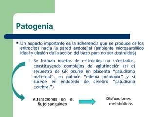 Patogenia
   Un aspecto importante es la adherencia que se produce de los
    eritrocitos hacia la pared endotelial (ambiente microaerofílico
    ideal y elusión de la acción del bazo para no ser destruidos)
           Se forman rosetas de eritrocitos no infectados,
            constituyendo complejos de aglutinación (si el
            secuestro de GR ocurre en placenta “paludismo
            maternal”, en pulmón “edema pulmonar” y si
            sucede en endotelio de cerebro “paludismo
            cerebral”)

            Alteraciones en el                 Disfunciones
              flujo sanguíneo                   metabólicas
 