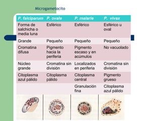 Microgametocito

P. falciparum P. ovale      P. malarie     P. vivax
Forma de      Esférico      Esférico       Esférico u
salchicha o                                oval
media luna
Grande        Pequeño       Pequeño        Pequeño
Cromatina     Pigmento      Pigmento       No vacuolado
difusa        hacia la      escaso y en
              periferia     acúmulos
Núcleo        Cromatina sin Localizados    Cromatina sin
grande        división      en periferia   división
Citoplasma    Citoplasma    Citoplasma     Pigmento
azul pálido   pálido        central        grueso
                            Granulación    Citoplasma
                            fina           azul pálido
 