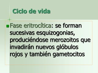 Ciclo de vida
Fase eritrocítica: se forman
sucesivas esquizogonias,
produciéndose merozoitos que
invadirán nuevos glóbulos
rojos y también gametocitos
 