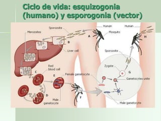 Ciclo de vida: esquizogonia
(humano) y esporogonia (vector)
 