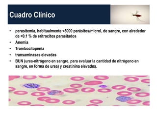 Cuadro Clínico
• parasitemia, habitualmente <5000 parásitos/microL de sangre, con alrededor
de <0.1 % de eritrocitos parasitados
• Anemia
• Trombocitopenia
• transaminasas elevadas
• BUN (urea-nitrógeno en sangre, para evaluar la cantidad de nitrógeno en
sangre, en forma de urea) y creatinina elevados.
 