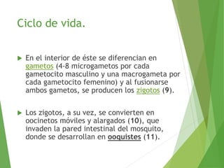 Ciclo de vida.
 En el interior de éste se diferencian en
gametos (4-8 microgametos por cada
gametocito masculino y una macrogameta por
cada gametocito femenino) y al fusionarse
ambos gametos, se producen los zigotos (9).
 Los zigotos, a su vez, se convierten en
oocinetos móviles y alargados (10), que
invaden la pared intestinal del mosquito,
donde se desarrollan en ooquistes (11).
 