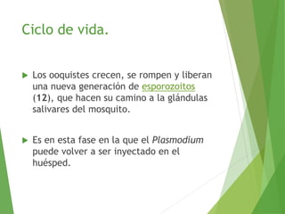 Ciclo de vida.
 Los ooquistes crecen, se rompen y liberan
una nueva generación de esporozoitos
(12), que hacen su camino a la glándulas
salivares del mosquito.
 Es en esta fase en la que el Plasmodium
puede volver a ser inyectado en el
huésped.
 