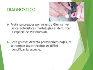 DIAGNOSTICO
 Frotis coloreados por wright y Giemsa; ver
las características morfologías e identificar
la especie de Plasmodium.
 Gota gruesa; detecta parasitemias bajas, si
se rompen los eritrocitos es difícil
identificar la especie.
 