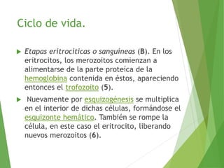 Ciclo de vida.
 Etapas eritrocíticas o sanguíneas (B). En los
eritrocitos, los merozoitos comienzan a
alimentarse de la parte proteíca de la
hemoglobina contenida en éstos, apareciendo
entonces el trofozoito (5).
 Nuevamente por esquizogénesis se multiplica
en el interior de dichas células, formándose el
esquizonte hemático. También se rompe la
célula, en este caso el eritrocito, liberando
nuevos merozoitos (6).
 