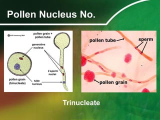 Palynology pollen morphology and biology | PDF