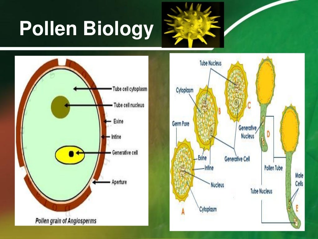 Palynology pollen morphology and biology