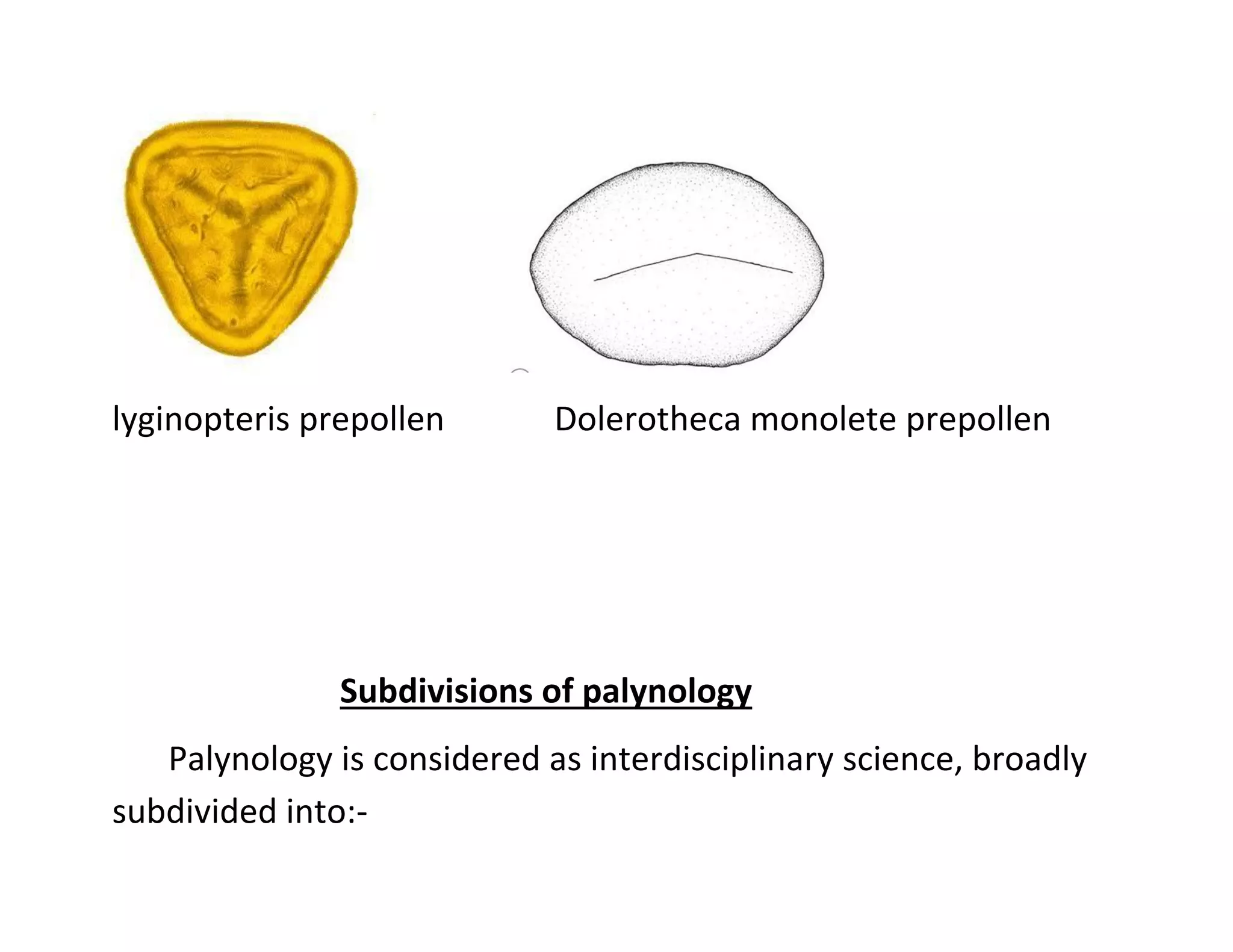 lyginopteris prepollen Dolerotheca monolete prepollen
Subdivisions of palynology
Palynology is considered as interdisciplinary science, broadly
subdivided into:-
 