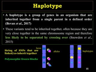 • A haplotype is a group of genes in an organism that are
inherited together from a single parent in a defined order
(Bevan et al., 2017)
• These variants tend to be inherited together, often because they are
very close together in the same chromosome region and therefore
less likely to be separated by crossing over (Snowdon et al.,
2015)
Haplotype
alleles
locus
haplotypes
String of SNPs that are
linked/co-inherit tegether
Polymorphic frozen blocks
15
 