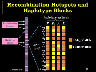 Recombination Hotspots and
Haplotype Blocks
Recombination
hotspots
Chromosome
Haplotype
blocks
P1 P2 P3 P4
S1
S2
S3
S4
S5
S6
S7
S8
S9
S10
S11
S12
SNP
loci
Haplotype patterns
: Major allele
: Minor allele
18
 