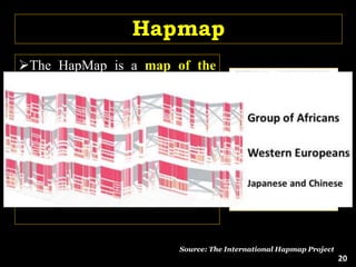 Hapmap
The HapMap is a map of the
haplotype blocks and specific
SNPs that identify the haplotypes
The haplotype map or "HapMap"
acts as tool to find genes and
genetic variations that affect the
trait expression.
Source: The International Hapmap Project
20
 