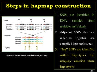 Steps in hapmap construction
1. SNPs are identified in
DNA samples from
multiple individuals
2. Adjacent SNPs that are
inherited together are
compiled into haplotypes
3. “Tag” SNPs are identified
within haplotypes that
uniquely describe those
haplotypes
Source: The International Hapmap Project
25
 