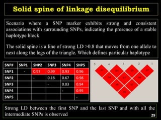 Solid spine of linkage disequilibrium
Scenario where a SNP marker exhibits strong and consistent
associations with surrounding SNPs, indicating the presence of a stable
haplotype block
The solid spine is a line of strong LD >0.8 that moves from one allele to
next along the legs of the triangle. Which defines particular haplotype
SNP# SNP1 SNP2 SNP3 SNP4 SNP5
SNP1 - 0.97 0.99 0.93 0.96
SNP2 - 0.18 0.67 0.98
SNP3 - 0.03 0.94
SNP4 - 0.95
SNP5 -
Strong LD between the first SNP and the last SNP and with all the
intermediate SNPs is observed 29
 