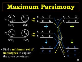32
Maximum Parsimony
A G
h3
C T
h4
A T
h1
C G
h2
A T
h1
A T
h1
or
G1
A
C
SNP1 SNP2
G
T
G2
A
A
SNP1 SNP2
T
T
A G
C T
A T
A T
C G
• Find a minimum set of
haplotypes to explain
the given genotypes.
 