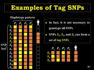 P1 P2 P3 P4
S1
S2
S3
S4
S5
S6
S7
S8
S9
S10
S11
S12
SNP
loci
Haplotype pattern
 In fact, it is not necessary to
genotype all SNPs
 SNPs S3, S4, and S5 can form a
set of tag SNPs
P1 P2 P3 P4
S3
S4
S5
Examples of Tag SNPs
37
 