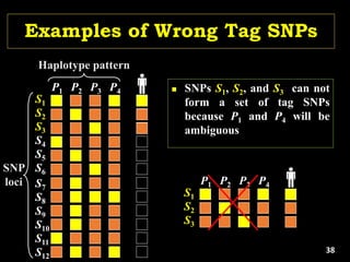Examples of Wrong Tag SNPs
P1 P2 P3 P4
S1
S2
S3
S4
S5
S6
S7
S8
S9
S10
S11
S12
SNP
loci
Haplotype pattern
 SNPs S1, S2, and S3 can not
form a set of tag SNPs
because P1 and P4 will be
ambiguous
P1 P2 P3 P4
S1
S2
S3
38
 