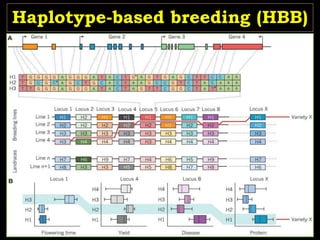 Haplotype-based breeding (HBB)
Retrospective Approach:
Genomes of popular cultivars will be
resequenced to identify favorable
haplotypes.
Prospective Approach:
Identifying new and potentially valuable
haplotypes by studying larger ancestral
and wild relative populations of the
crop species 59
 