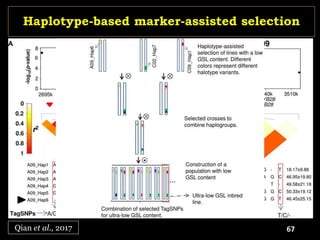 Qian et al., 2017
Haplotype-based marker-assisted selection
67
 