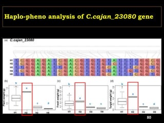 Haplo-pheno analysis of C.cajan_23080 gene
80
 