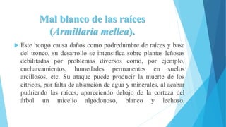 Mal blanco de las raíces
(Armillaria mellea).
 Este hongo causa daños como podredumbre de raíces y base
del tronco, su desarrollo se intensifica sobre plantas leñosas
debilitadas por problemas diversos como, por ejemplo,
encharcamientos, humedades permanentes en suelos
arcillosos, etc. Su ataque puede producir la muerte de los
cítricos, por falta de absorción de agua y minerales, al acabar
pudriendo las raíces, apareciendo debajo de la corteza del
árbol un micelio algodonoso, blanco y lechoso.
 