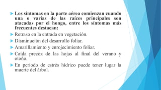  Los síntomas en la parte aérea comienzan cuando
una o varias de las raíces principales son
atacadas por el hongo, entre los síntomas más
frecuentes destacan:
 Retraso en la entrada en vegetación.
 Disminución del desarrollo foliar.
 Amarillamiento y enrojecimiento foliar.
 Caída precoz de las hojas al final del verano y
otoño.
 En periodo de estrés hídrico puede tener lugar la
muerte del árbol.
 