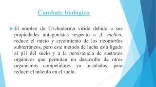 Combate biológico
 El empleo de Trichoderma viride debido a sus
propiedades antagonistas respecto a A. mellea,
reduce el inicio y crecimiento de los rizomorfos
subterráneos, pero este método de lucha está ligado
al pH del suelo y a la persistencia de sustratos
orgánicos que permitan un desarrollo de otros
organismos competidores ya instalados, para
reducir el inóculo en el suelo.
 