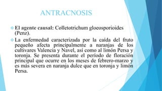 ANTRACNOSIS
 El agente causal: Colletotrichum gloeosporioides
(Penz).
 La enfermedad caracterizada por la caída del fruto
pequeño afecta principalmente a naranjas de los
cultivares Valencia y Navel, así como al limón Persa y
toronja. Se presenta durante el período de floración
principal que ocurre en los meses de febrero-marzo y
es más severa en naranja dulce que en toronja y limón
Persa.
 