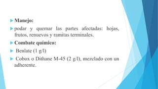  Manejo:
 podar y quemar las partes afectadas: hojas,
frutos, renuevos y ramitas terminales.
 Combate químico:
 Benlate (1 g/l)
 Cobox o Dithane M-45 (2 g/l), mezclado con un
adherente.
 